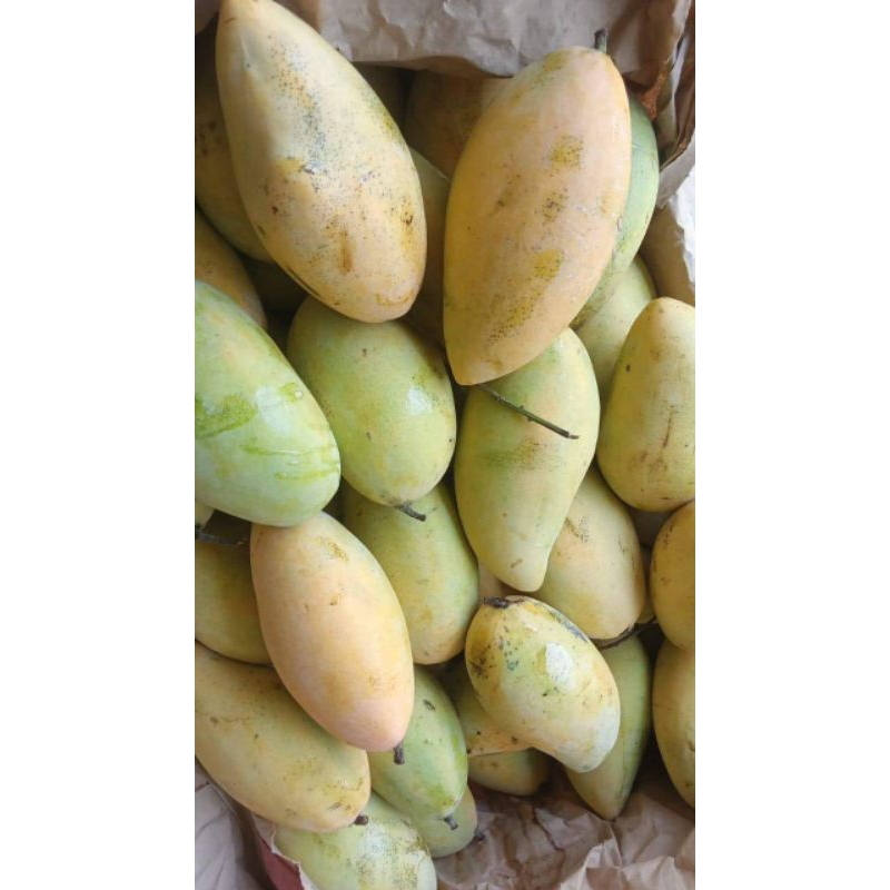 

mangga golek/ mangga / golek fresh99 (500g)