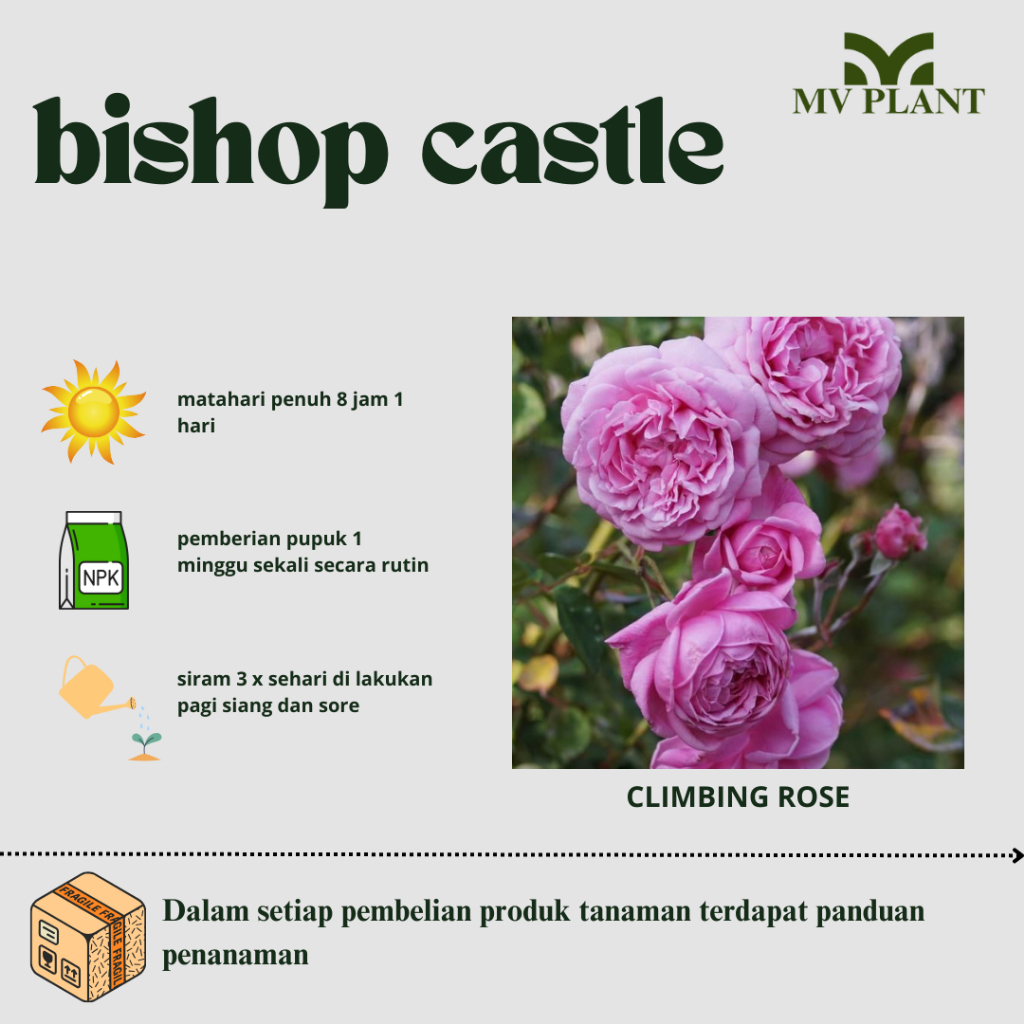 Tanaman Hidup Bunga Mawar Import BISHOP CASTLE-Mawar pink import- bunga mawar-Mawar wangi- bunga maw