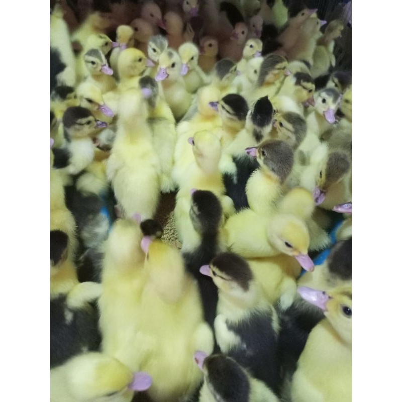 

Bibit Entok - Entok Lokal - Entog - Bebek Entok - Mentok