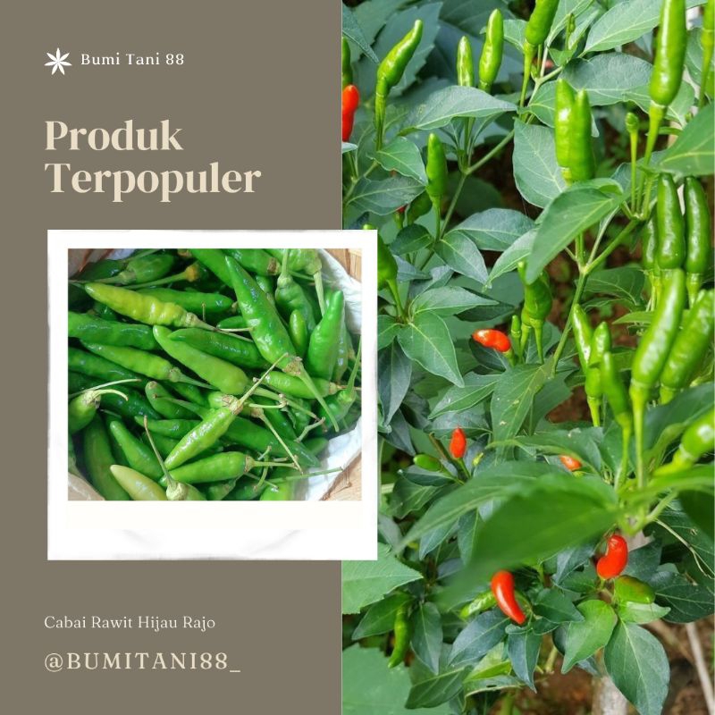 25 Biji Benih Cabai Rawit Hijau RAJO Buah Menggantung