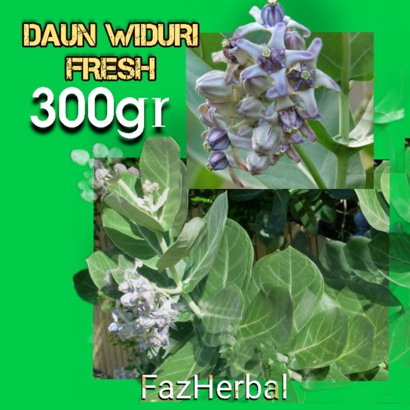 

FazHerbal --> 300gr DAUN WIDURI SEGAR