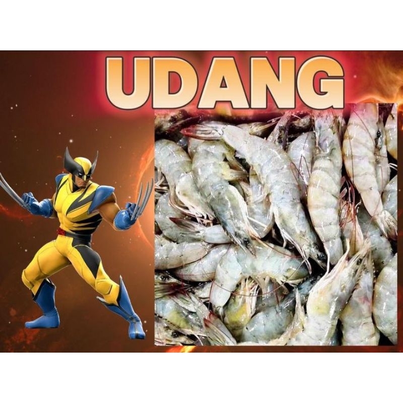 

udang segar ukuran sedang