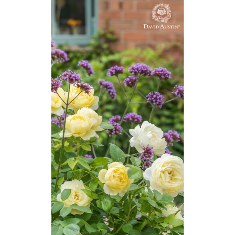 MAWAR IMPORT  NYE BEVAN AUSPITAL