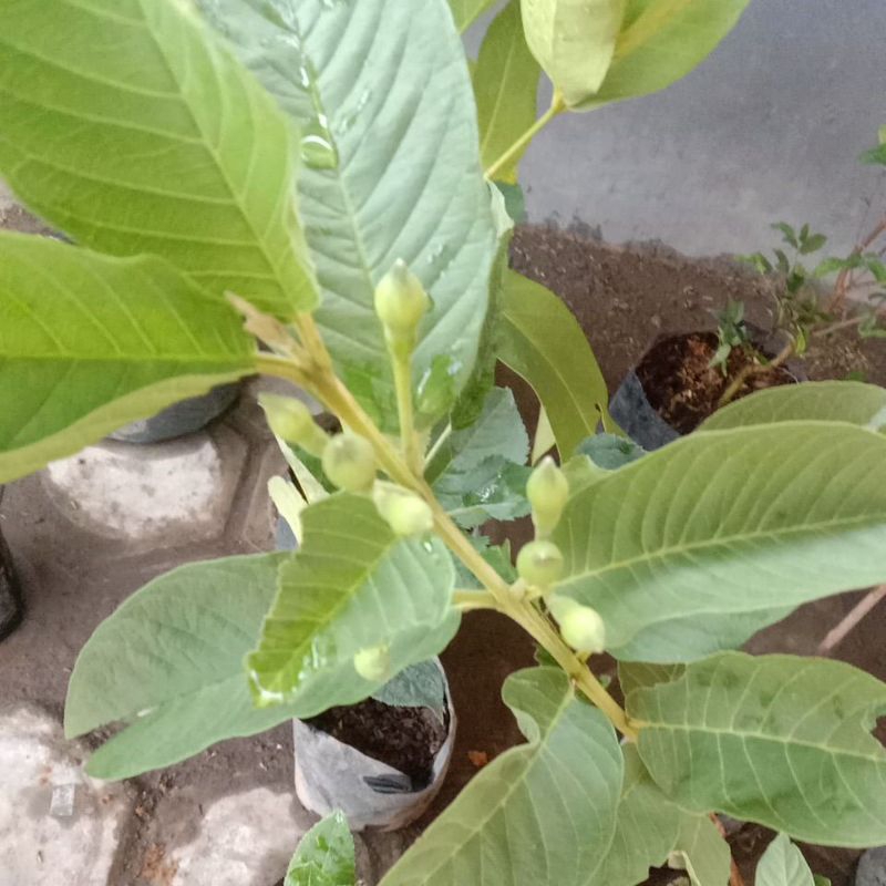 tanaman tabulampot