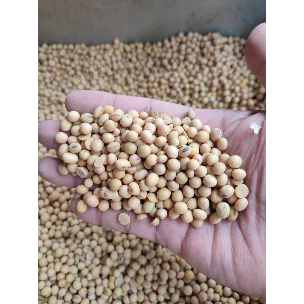 

Kacang Kedelai / Kacang Kedele Grade Super - Per Kg