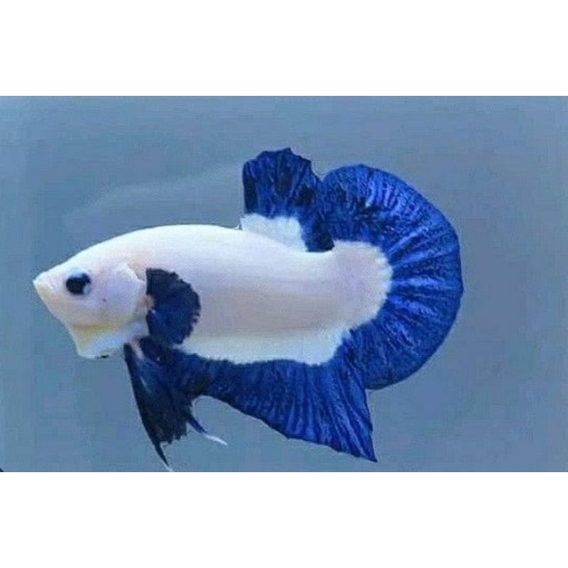 HIASAN AQUARIUM IKAN CUPANG BLUE RIM SEPASANG