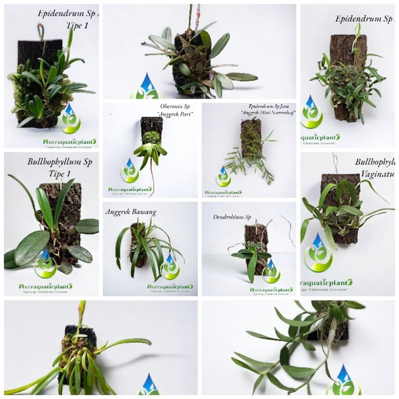 Paket Tanaman Anggrek Varian Jenis - Tanaman Hias Taman/Gantung/Paludarium/Terrarium