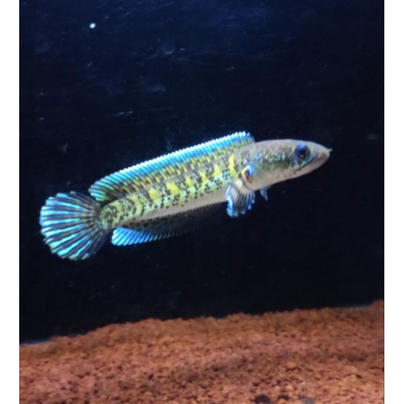 Channa auranti maculata size 7-10cm