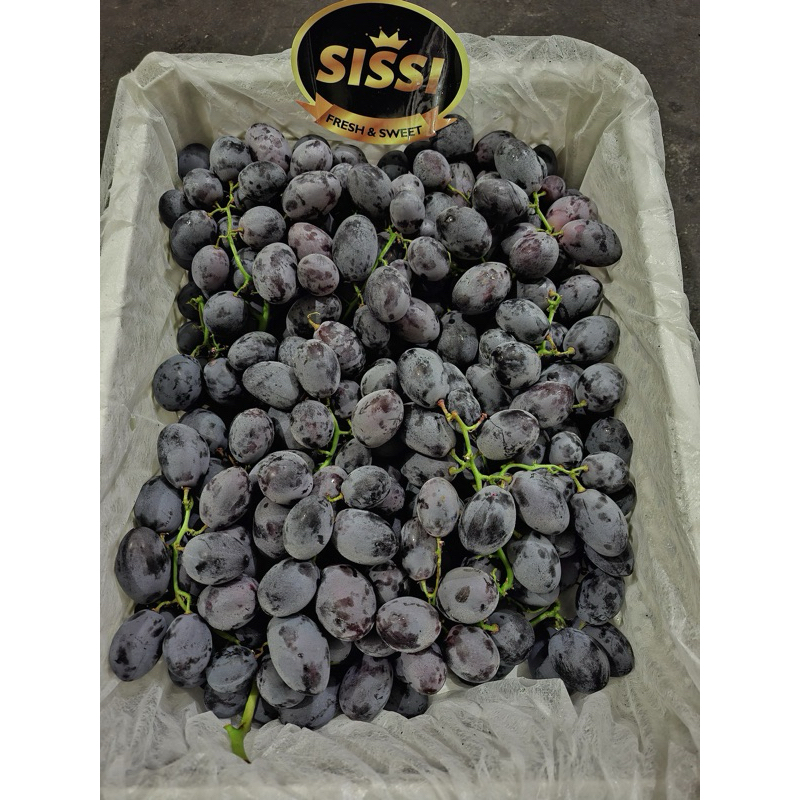 

Buah - Anggur black autumn 500gr
