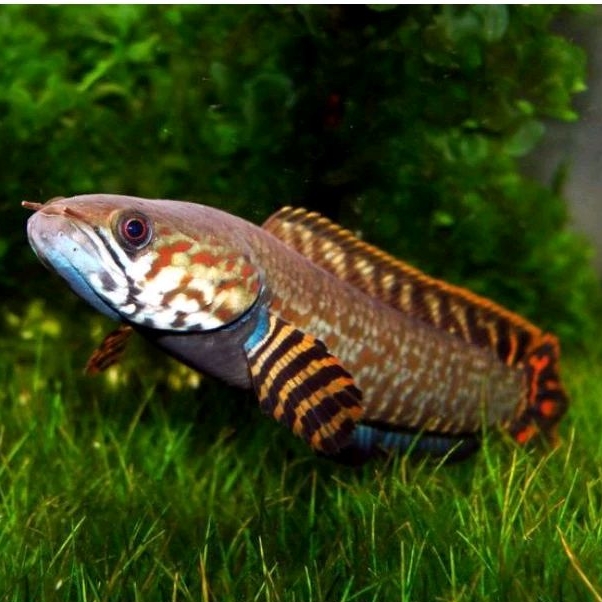 chana BLEHERI REINBOW baby