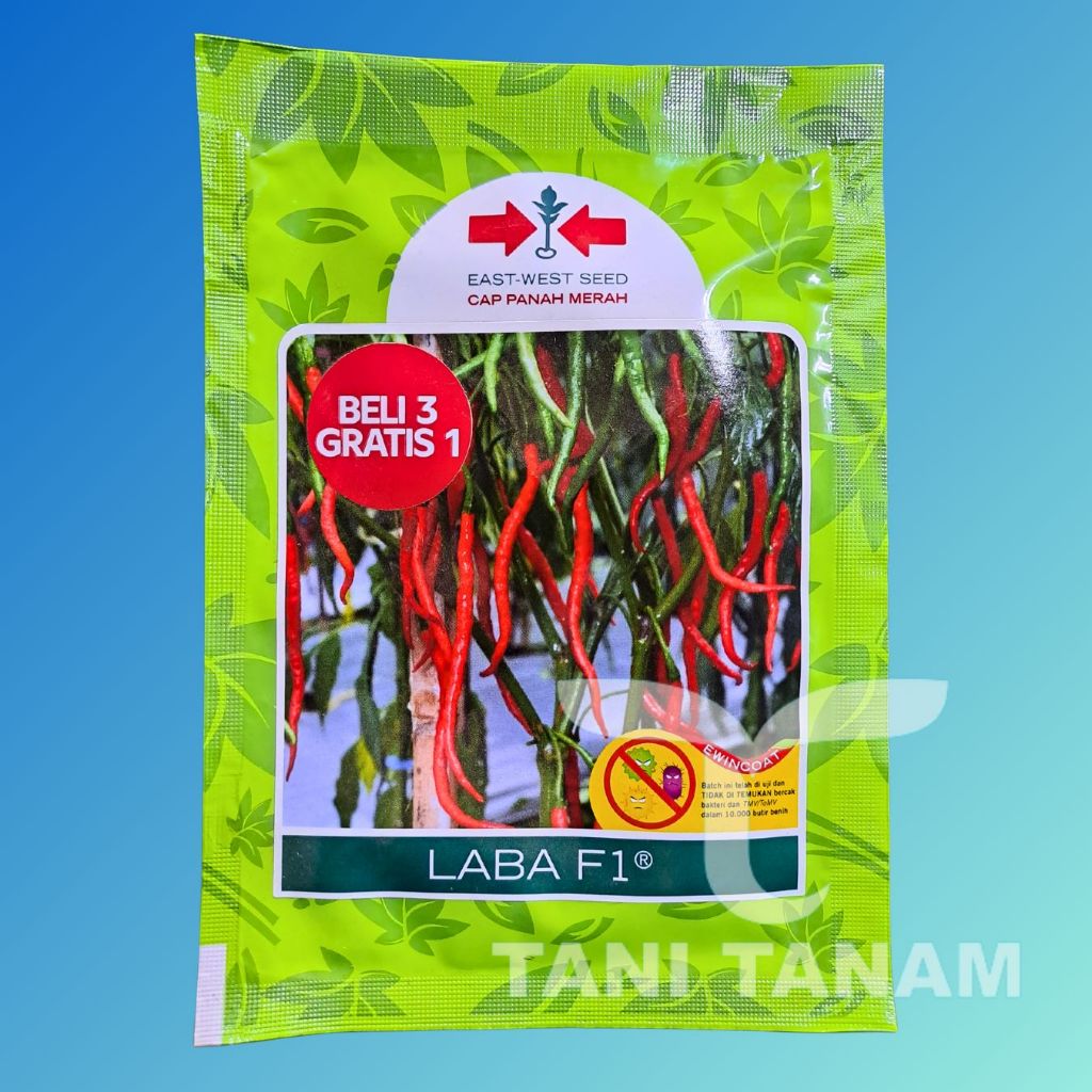 BENIH CABAI KERITING LABA F1 CAP PANAH MERAH