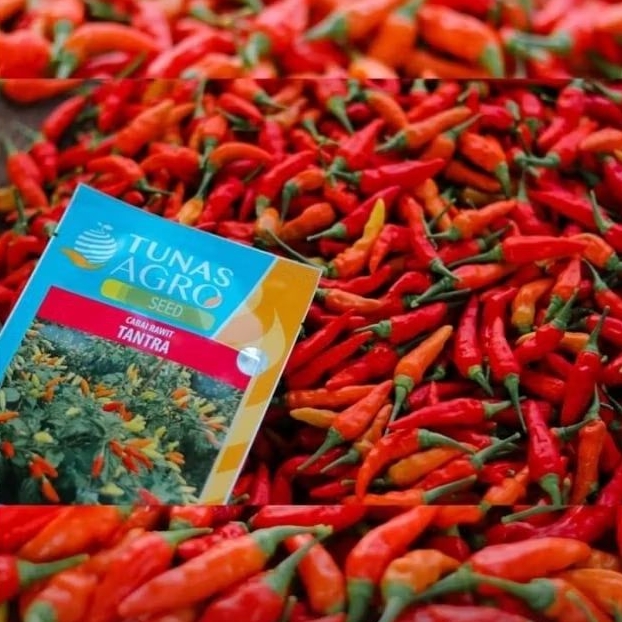 RAWIT SETAN TANTRA TUNAS AGRO