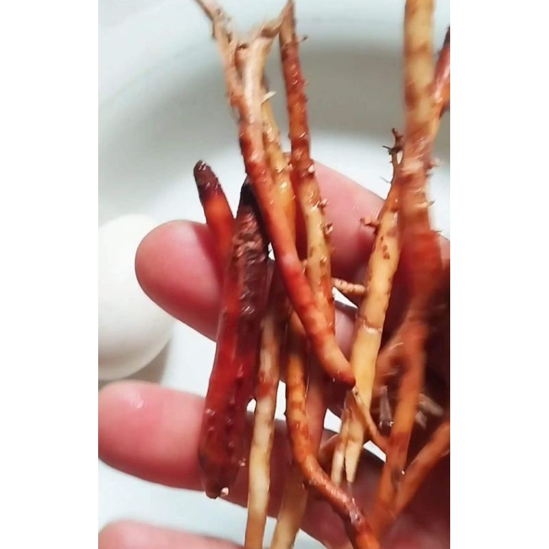 

AKAR PINANG