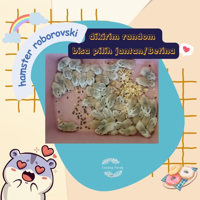 Hamster Roborovski Hamster robo khusus instan