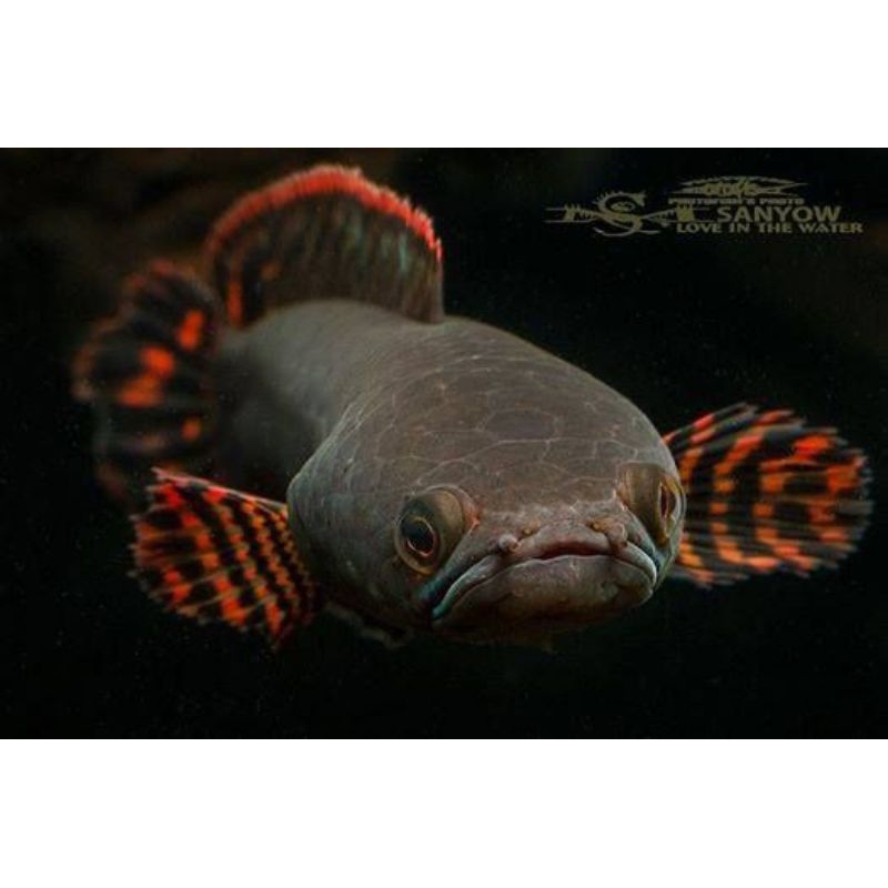 limbata fire and ice 2cm