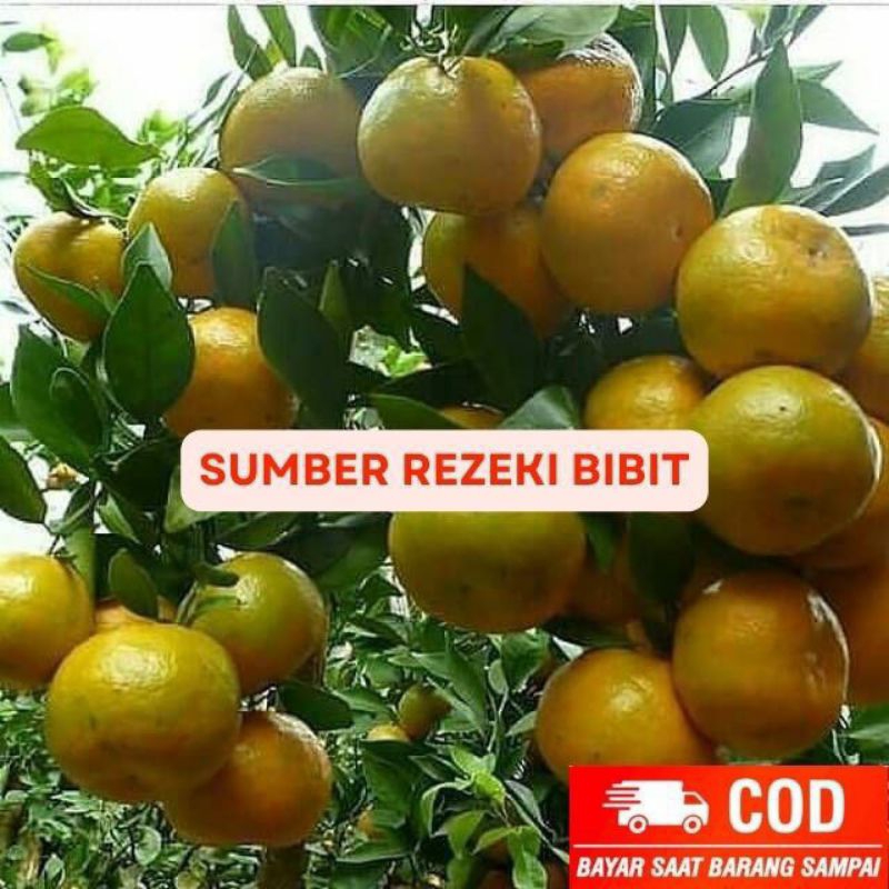 

JERUK BUAH SIAM MADU MANIS SIAP TANAM