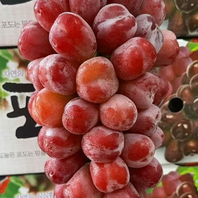 

Buah Anggur Red Shine Muscat Merah | Manis Seedless