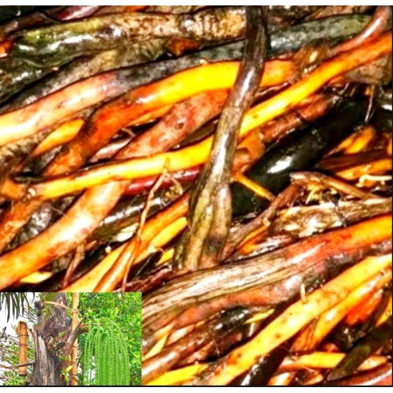 

akar pohon aren atau pohon kaung 250g