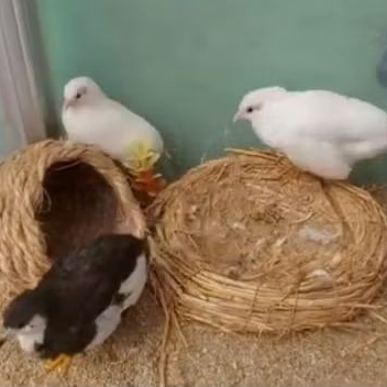 burung puyuh batu hias mini bagus untuk aviary