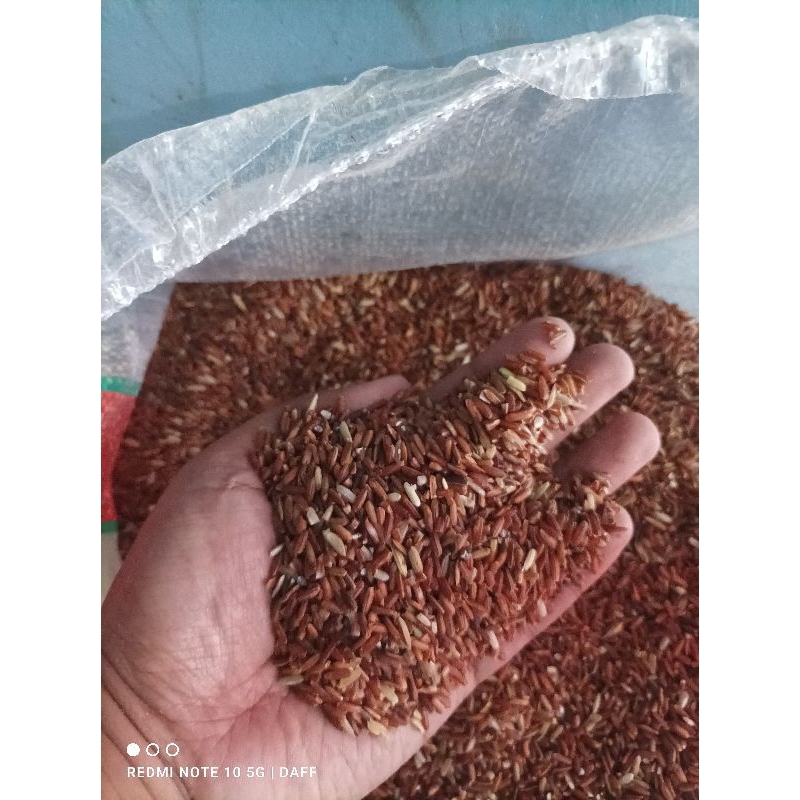 

Beras Merah pakan ayam