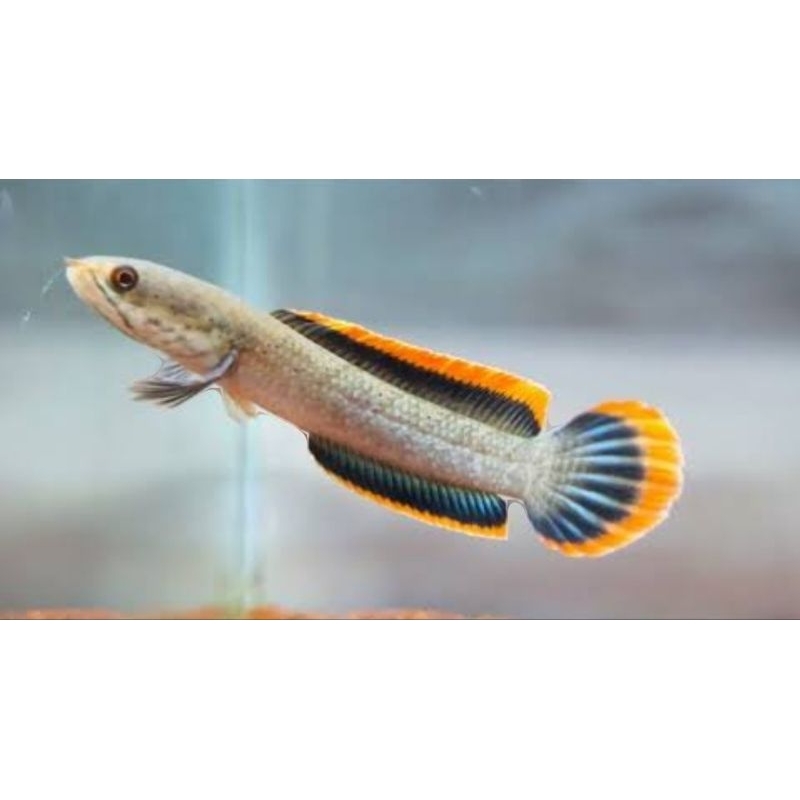 HIASAN AQUARIUM LIMBATA CB ZISE 6-8CM SINGLE TANK MANGAP MANGAP (BISA COD)