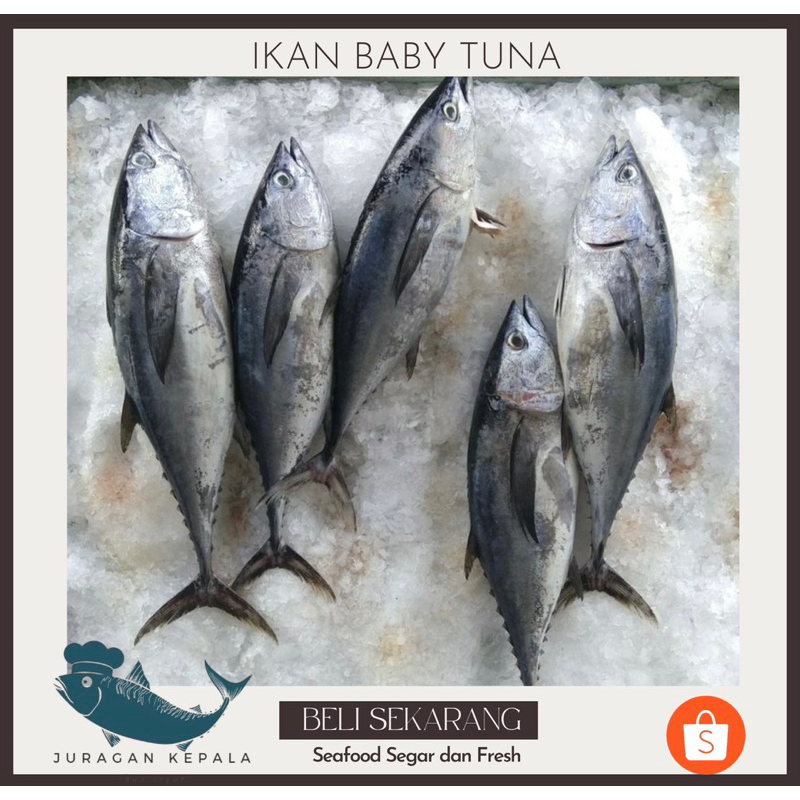 

Ikan Baby Tuna 1 KG