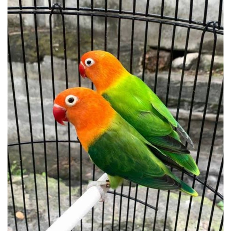 Burung Lovebird Biola Green Sepasang rawatan bagus