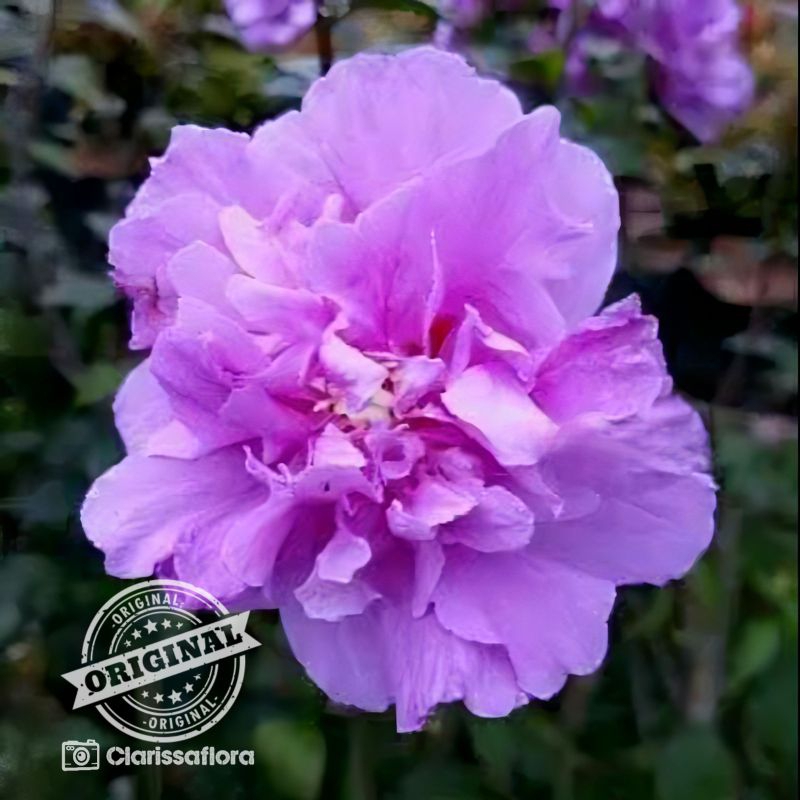 PROMO tanaman hias bunga sepatu ungu tumpuk | pohon bunga sepatu ungu tumpuk