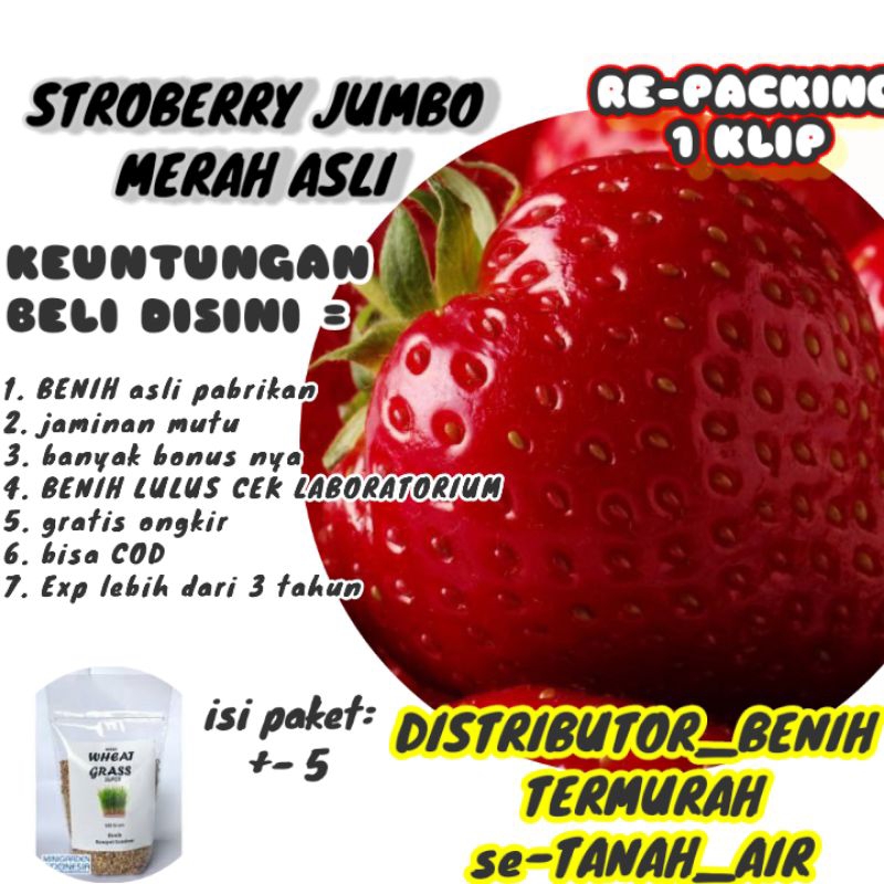 BENIH STRAWBERRY MERAH JUMBO