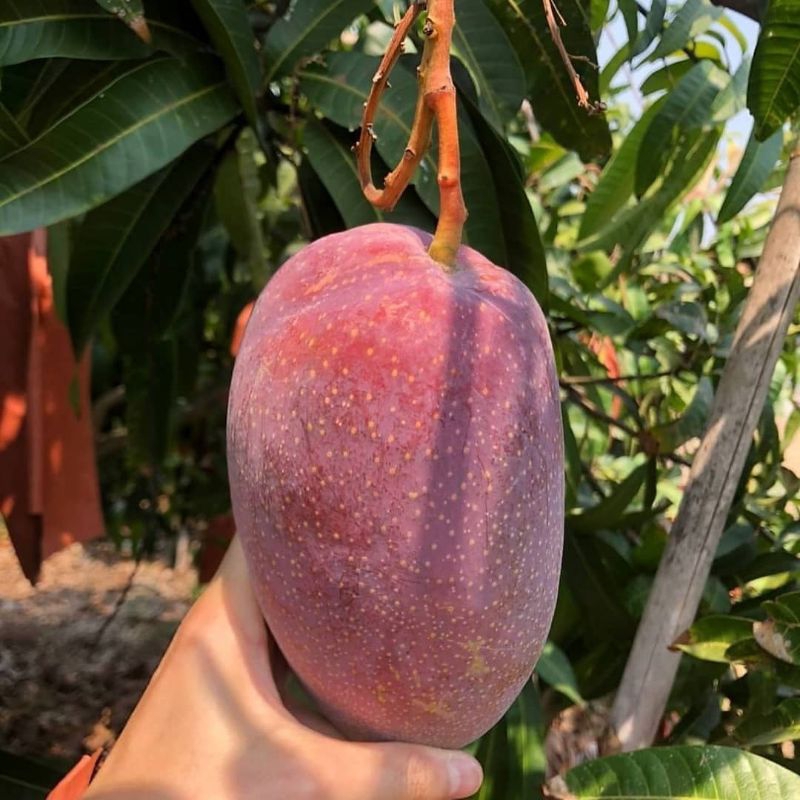 bibit mangga yuwen seri 6 | tinggi 40-60cm | cocok untuk bahan tambulampot