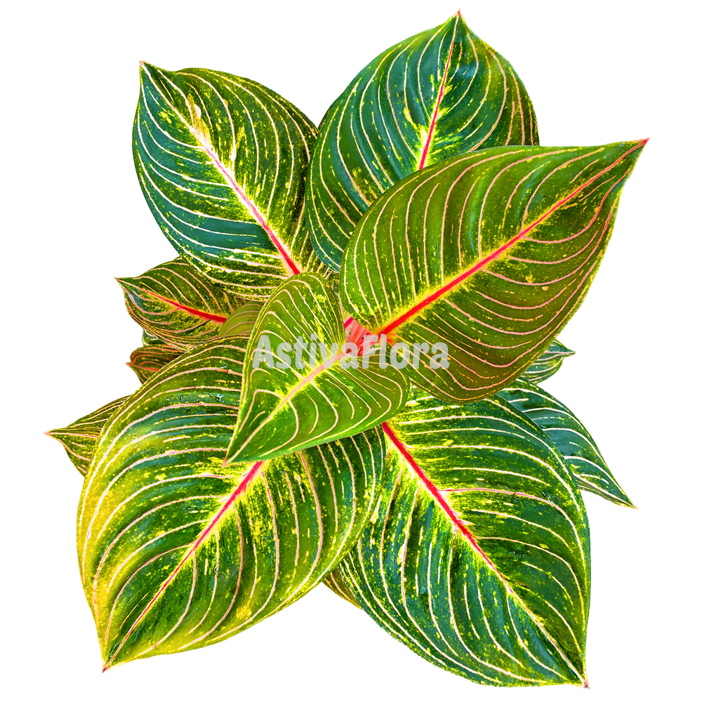 Aglonema Esmeralda Aglonema Esmeralda Golden