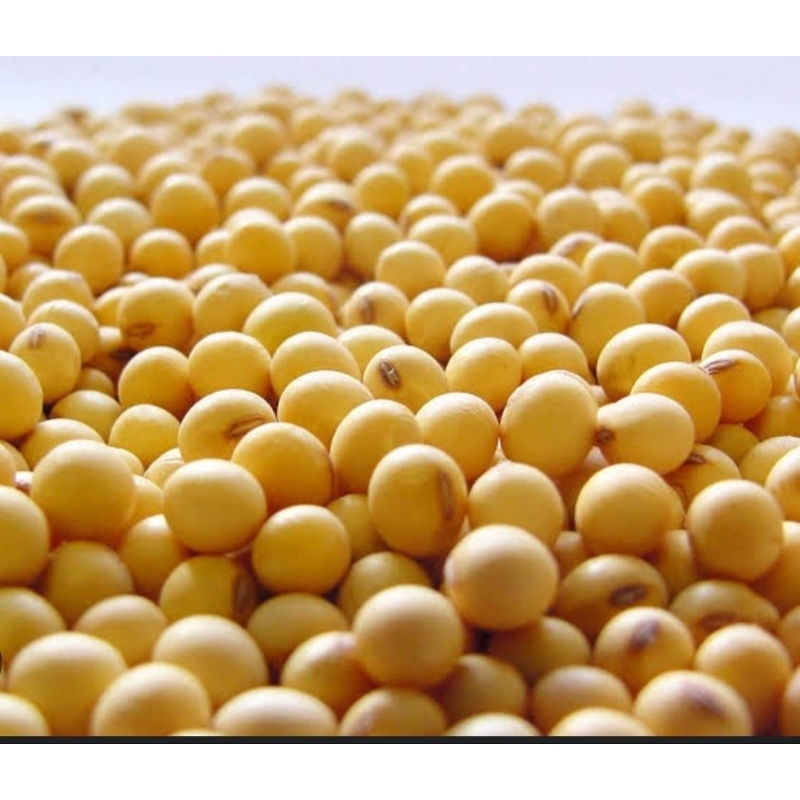 

kacang kedelai