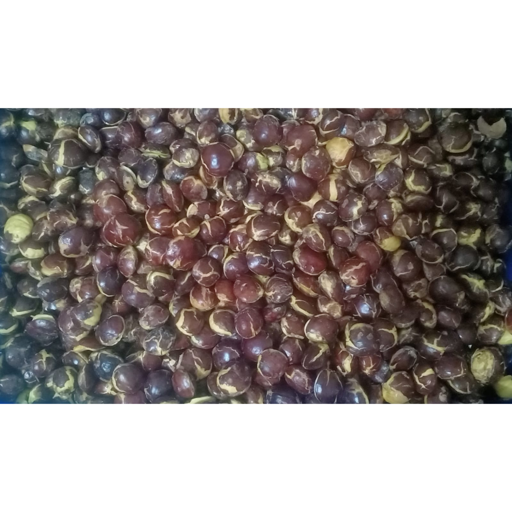 

jengkol tua mentah ukuran kecil kemasan 1kg