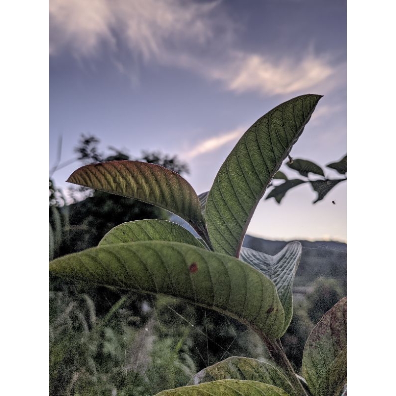 

daun jambu