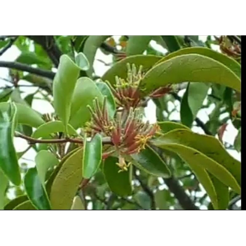 

jual daun benalu randu harga murah promo