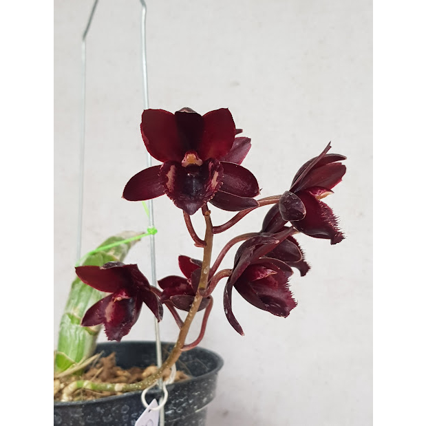 Anggrek Fdk After Dark Black Pearl