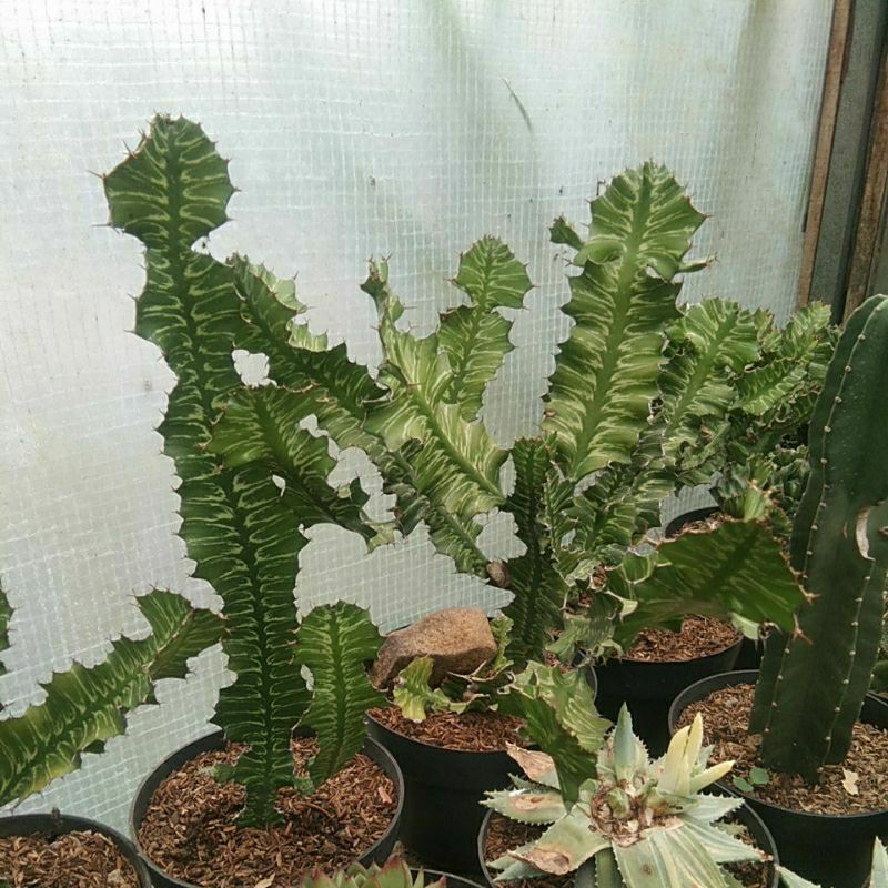 euphorbia pseudocactus zig zag aka batik