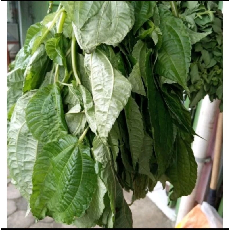 

Sayur Daun Popohan per ikat