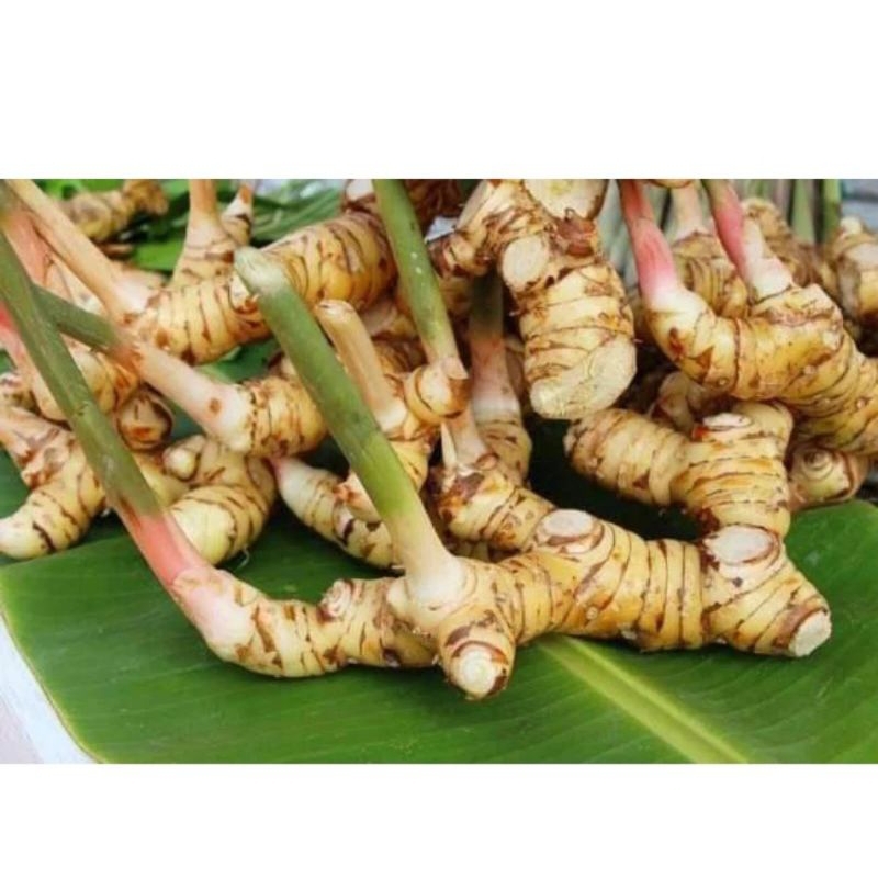 lengkuas bumbu putih 1kg