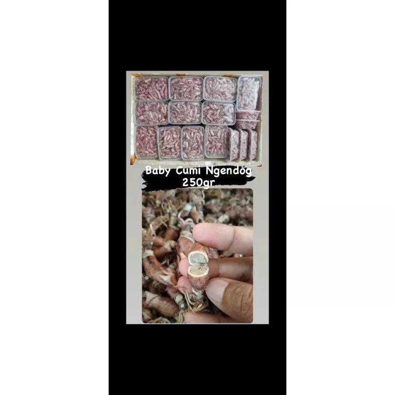

CUMI ASIN 250 GRAM