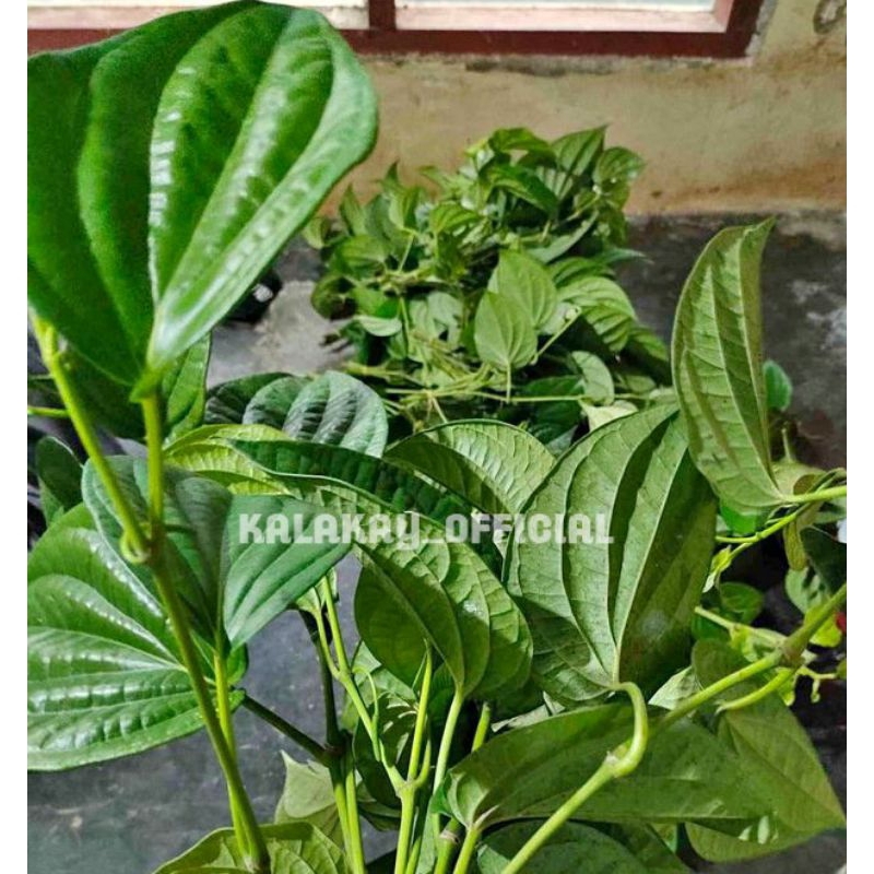

Daun Sirih Segar Per Lembar, Daun sirih Herbal Langsung Petik