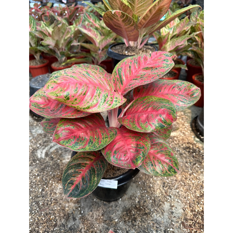 Aglonema Wulandari Lokal