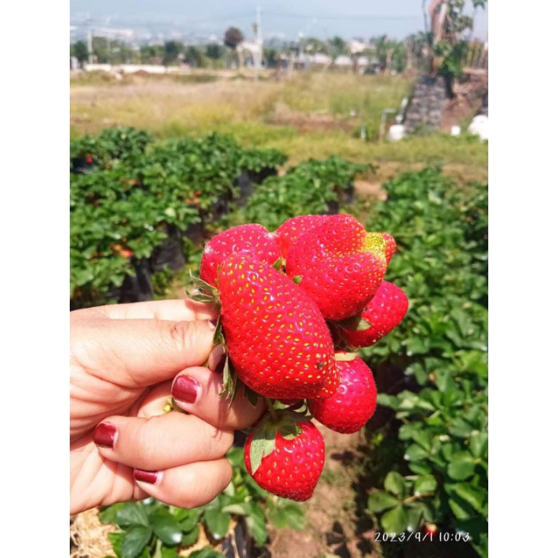 

PAKET 2KG STRAWBERRY SWEET