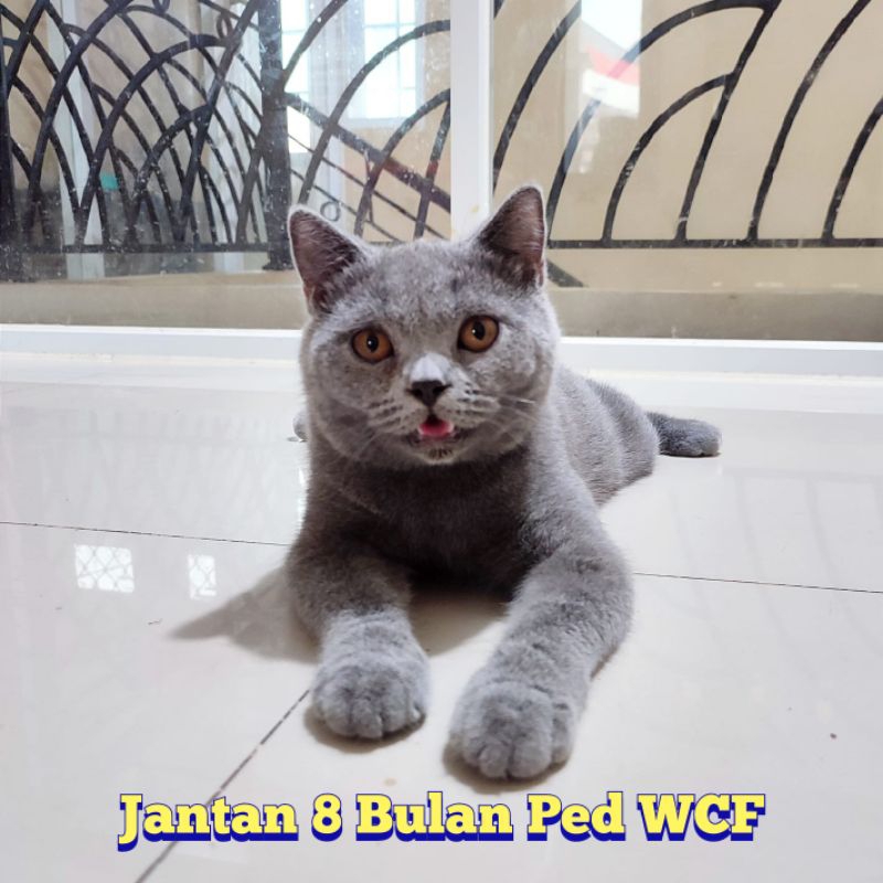 Kucing British Shorthair BSH Jakarta timur