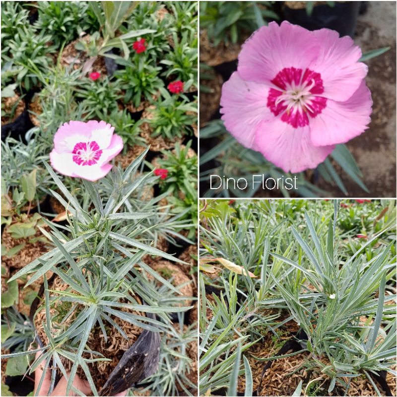 Tanaman Hias Bunga Anyelir Dianthus / Anyelir Caryophllus