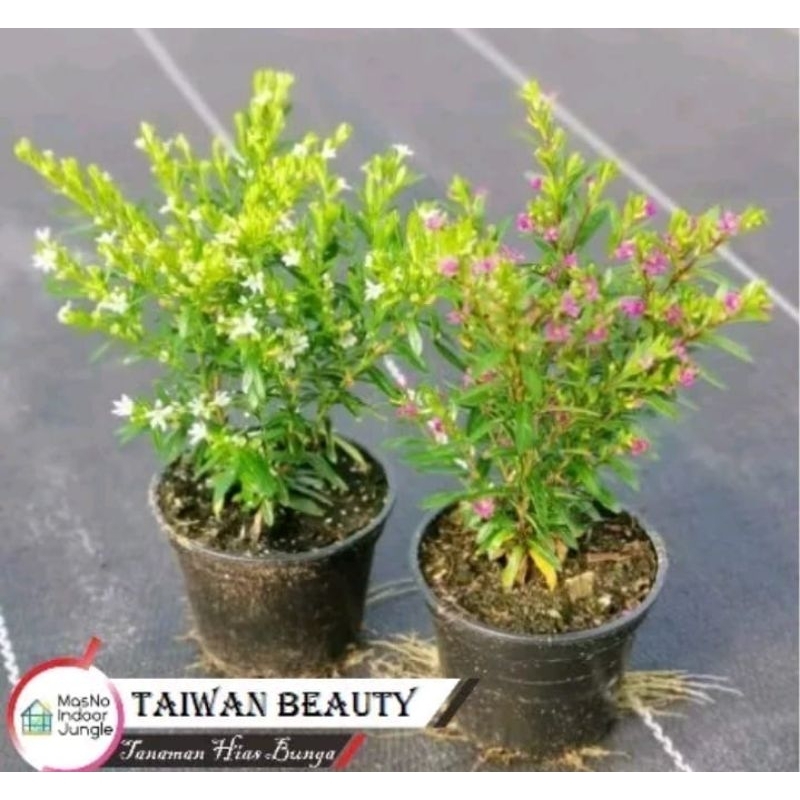 Tanaman Hias Taiwan Beuty bunga ungu/bunga seribu bintang