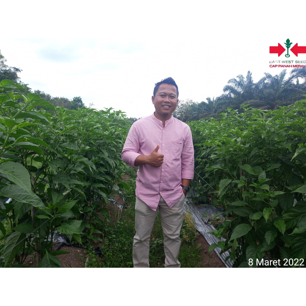 ID BENIH BIBIT BIJI TANAMAN CABE RAWIT HIJAU RAJO 350 BUTIR DARI CAP PANAH MERAH CABE RAWIT SETAN