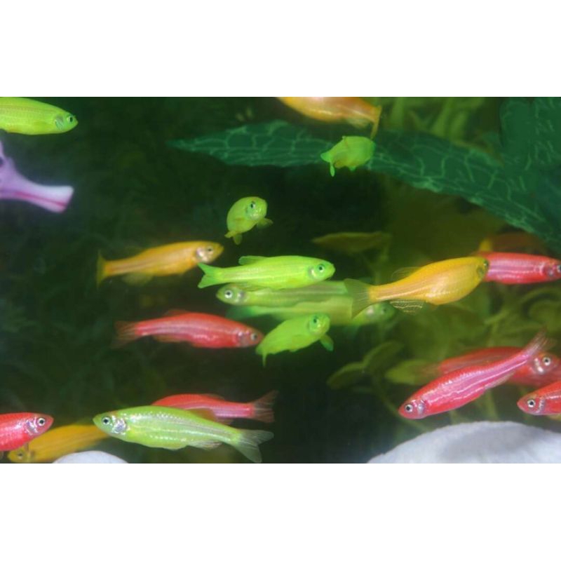 danio zebra ikan danio