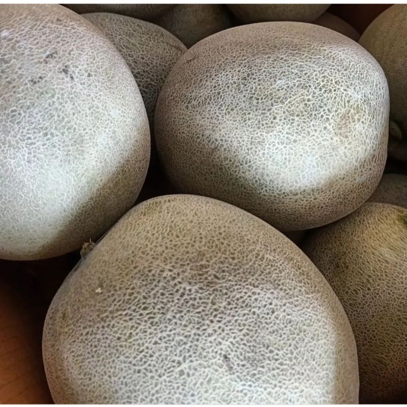 

Melon Hijau Sky 1 buah