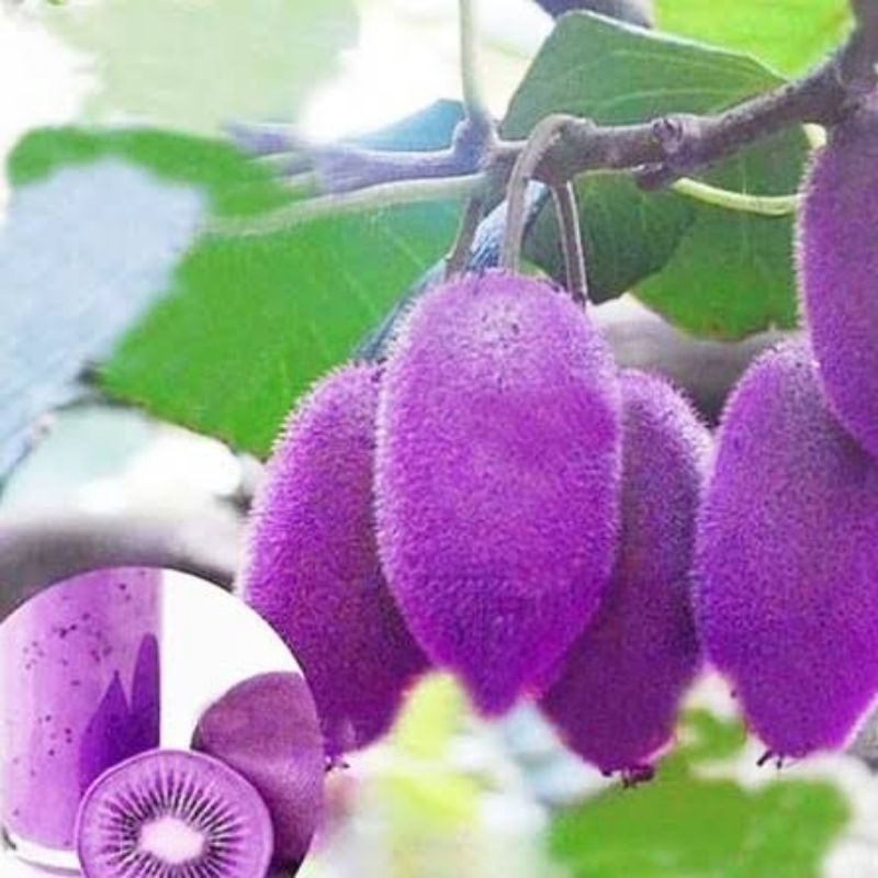 

BUAH KIWI UNGU SPESIALIMPORT